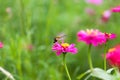 Butterfly in garden and flying to many flowers in garden, Beautiful butterfly in colorful garden or insect farm, Animal or insect Royalty Free Stock Photo