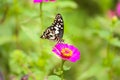 Butterfly in garden and flying to many flowers in garden, Beautiful butterfly in colorful garden or insect farm, Animal or insect Royalty Free Stock Photo