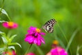 Butterfly in garden and flying to many flowers in garden, Beautiful butterfly in colorful garden or insect farm, Animal or insect