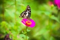 Butterfly in garden and flying to many flowers in garden, Beautiful butterfly in colorful garden or insect farm, Animal or insect Royalty Free Stock Photo