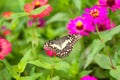 Butterfly in garden and flying to many flowers in garden, Beautiful butterfly in colorful garden or insect farm, Animal or insect Royalty Free Stock Photo