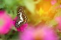 Butterfly in garden and flying to many flowers in garden, Beautiful butterfly in colorful garden or insect farm, Animal or insect Royalty Free Stock Photo