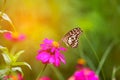 Butterfly in garden and flying to many flowers in garden, Beautiful butterfly in colorful garden or insect farm, Animal or insect Royalty Free Stock Photo