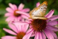 Butterfly in Garden-Great Basin Fritillary - Speyeria egleis Royalty Free Stock Photo