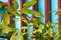 Butterfly in the Garden: A Moment of Natural Beauty