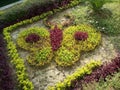 Butterfly garden in the mornings at hoogly dist