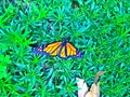 Butterfly in a garden