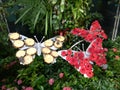 Butterfly garden singapore airport