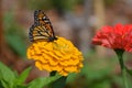 Butterfly in the garden during summer Royalty Free Stock Photo