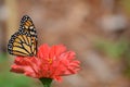 Butterfly in the garden during summer Royalty Free Stock Photo