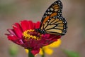 Butterfly in the garden during summer Royalty Free Stock Photo