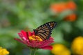 Butterfly in the garden during summer Royalty Free Stock Photo