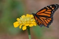 Butterfly in the garden during summer Royalty Free Stock Photo