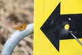 Butterfly on gate Royalty Free Stock Photo