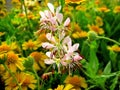 Butterfly Gaura Wildflower Oenothera lindheimeri