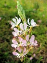 Butterfly Gaura Wildflower Oenothera lindheimeri