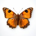 Vibrant Gatekeeper Butterfly On White Background - Peter Lippmann Style