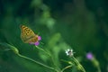 Butterfly on a gentle bright flower