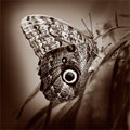 Butterfly Giant owl or Caligo atreus underside monochrome sepia Royalty Free Stock Photo