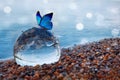 Butterfly on a glass ball on the beach