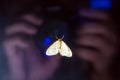 18.11 001. A butterfly on the glass of the window, which reflects the hands of the photographer and the camera lens. Close up.