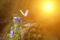 butterfly glows in the sun at sunset, macro. Wild grass on a meadow in the summer in the rays of the golden sun. Romantic gentle