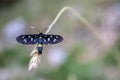 Butterfly on a gold grass