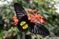 Butterfly Golden Birdwing Troides aeacus on the flower Royalty Free Stock Photo