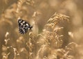 Butterfly in golden grass Royalty Free Stock Photo