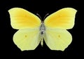 Butterfly Gonepteryx aspasia female Royalty Free Stock Photo