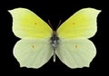 Butterfly Gonepteryx aspasia male Royalty Free Stock Photo