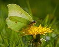 Butterfly Common Brimstone, Gonepteryx rhamni in backlit Royalty Free Stock Photo