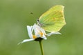Butterfly Gonepteryx rhamni on a daisy flower waiting for the first rays of the sun