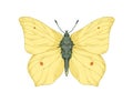 Butterfly of Gonepteryx rhamni species in vintage detailed style. Common brimstone moth, flying insect, wings with spots