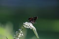 Butterfly on Gooseneck loosestrife perennial flower