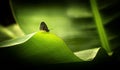 Butterfly, gorgeous butterfly sitting on a leaf, resting, beautiful colors, elegant and delicate creature