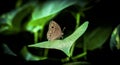 Butterfly, gorgeous butterfly sitting on a leaf, resting, beautiful colors, elegant and delicate creature