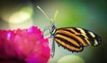 Butterfly, gorgeous butterfly sitting on a leaf, resting, beautiful colors, elegant and delicate creature