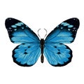 Butterfly graphics, sketch vector Royalty Free Stock Photo