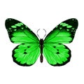 Butterfly graphics, sketch vector Royalty Free Stock Photo