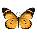 Butterfly graphics, sketch vector Royalty Free Stock Photo