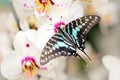 Butterfly Graphium antheus, Large striped swordtail, sitting on white orchid. Beautiful insect from tropic forest in Uganda, Afric