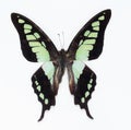 Butterfly (Graphium cloanthus) Royalty Free Stock Photo