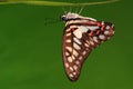 BUTTERFLY/Graphium leechi