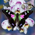 Butterfly Purple Spotted Swallowtail on white orchid flowers with blue background