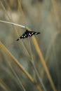 Butterfly on grass blade Royalty Free Stock Photo