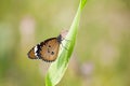 A butterfly on grass blade Royalty Free Stock Photo