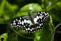 A butterfly on grass Royalty Free Stock Photo