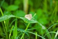 A butterfly on grass Royalty Free Stock Photo