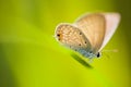 Butterfly on grass blade Royalty Free Stock Photo